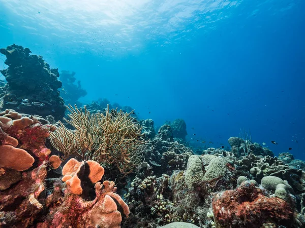 Capa Marinha Água Azul Turquesa Recifes Coral Mar Caribe Curaçao — Fotografia de Stock