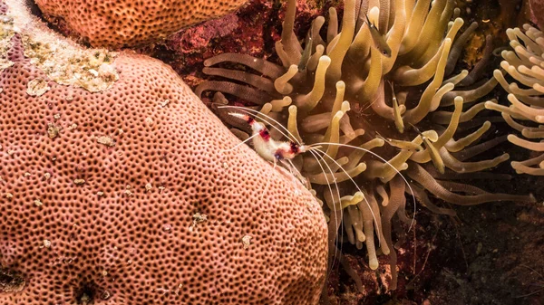 Закрытие Полосатых Коралловых Креветок Коралловых Рифах Карибского Моря Кюрасао Sea — стоковое фото