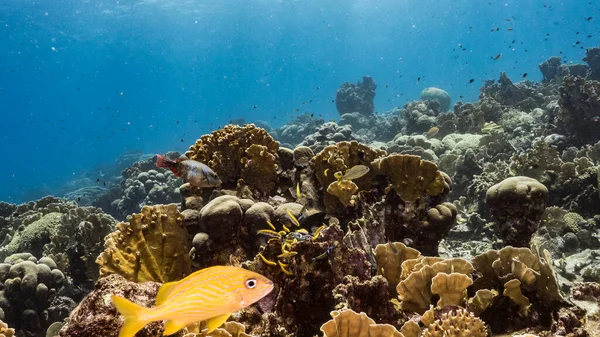 Морской Пейзаж Бирюзовой Воде Кораллового Рифа Карибском Море Кюрасао Грунтом — стоковое фото