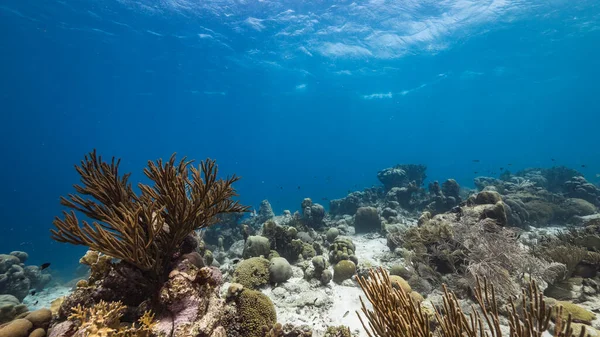 Capa Marinha Águas Rasas Recife Coral Mar Caribe Curaçao Com — Fotografia de Stock