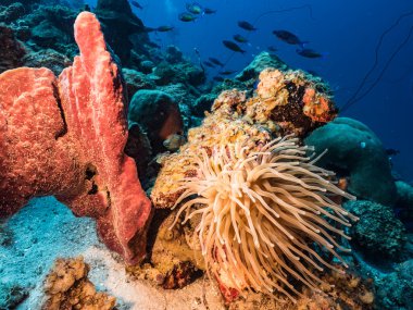 Karayip Denizi / Curacao 'daki mercan resiflerinin turkuaz sularında Anemone, balık, mercan ve süngerli deniz manzarası.