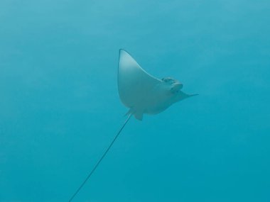 Benekli Kartal Işını Karayip Denizi / Curacao 'daki mercan resiflerinin turkuaz sularında yüzüyor