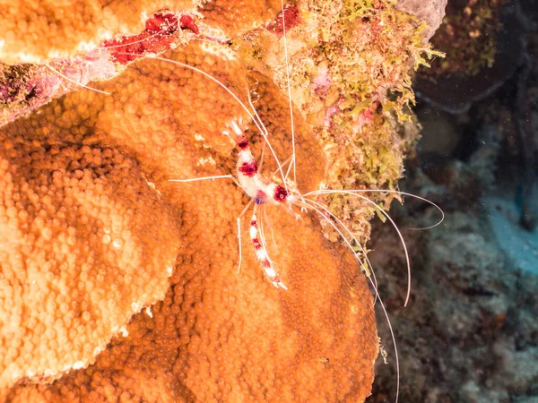 Close Banded Coral Shrimp Coral Reef Caribbean Sea Κουρασάο — Φωτογραφία Αρχείου