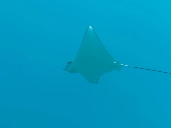 Spotted Eagle Ray Pływać Turkusowej Wodzie Rafy Koralowej Morzu Karaibskim — Zdjęcie stockowe