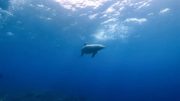 Dolphin Swim Turquoise Water Coral Reef Caribbean Sea Curacao — Stock Photo, Image