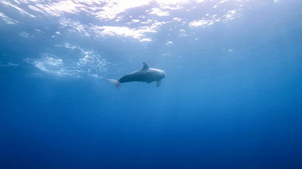Dolfijnen Zwemmen Turkoois Water Van Koraalrif Caribische Zee Curacao — Stockfoto