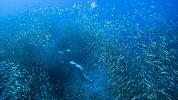 Bait Ball School Van Vissen Turquoise Water Van Koraalrif Caribische — Stockfoto