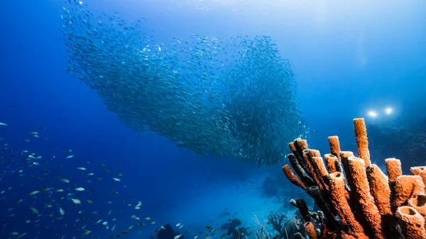 Наживка Рыба Бирюзовой Воде Кораллового Рифа Карибском Море Кюрасао Вазой — стоковое фото