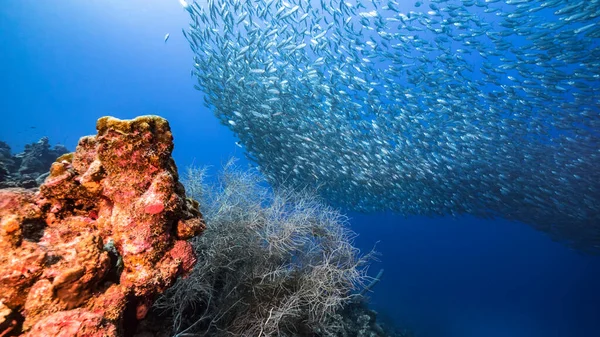 Bait Ball Escola Peixes Água Turquesa Recife Coral Mar Caribe — Fotografia de Stock