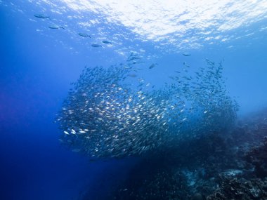 Karayip Denizi / Curacao 'daki mercan resiflerinin turkuaz sularındaki balık topu / sürüsü Blue Runner ile