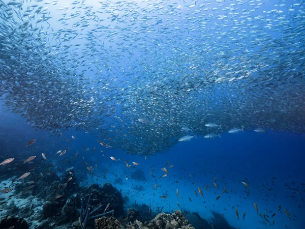 Karayip Denizi Curacao Daki Mercan Resiflerinin Turkuaz Sularındaki Balık Topu — Stok fotoğraf