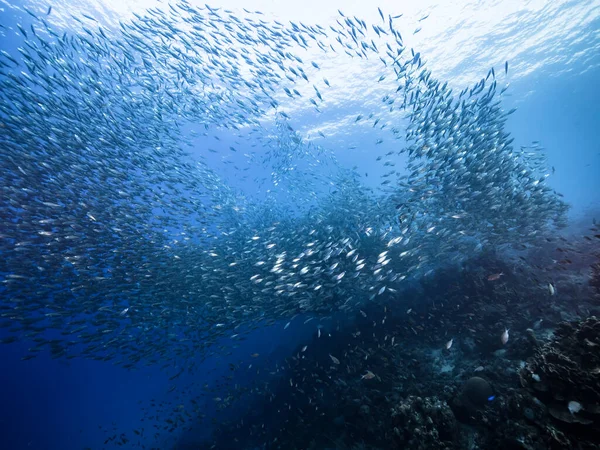 Betesboll Fiskstim Turkost Vatten Korallrev Karibiska Havet Curacao — Stockfoto