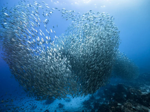 Bola Cebo Escuela Peces Agua Turquesa Arrecife Coral Mar Caribe — Foto de Stock