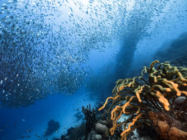 Boule Appât École Poissons Dans Eau Turquoise Récif Corallien Dans — Photo