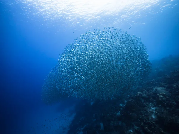 Bola Cebo Escuela Peces Agua Turquesa Arrecife Coral Mar Caribe — Foto de Stock