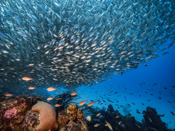 Bait Ball Escola Peixes Água Turquesa Recife Coral Mar Caribe — Fotografia de Stock