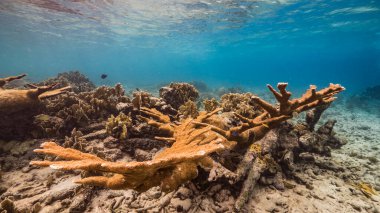 Karayip Denizi / Curacao 'daki mercan resiflerinin turkuaz sularında balık, elkhorn mercanı ve süngerle kaplanmış deniz burnu.
