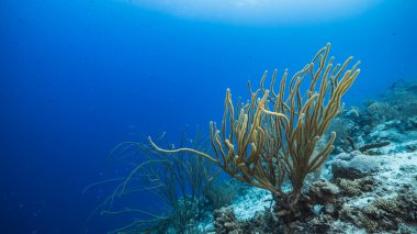 Karayip Denizi / Curacao 'daki mercan resiflerinin turkuaz sularında balık, mercan ve süngerle kaplanmış deniz manzarası.