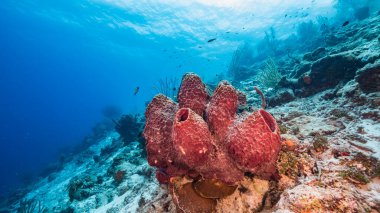 Karayip Denizi / Curacao 'daki mercan resiflerinin turkuaz sularında balık, mercan ve büyük süngerli deniz manzarası.