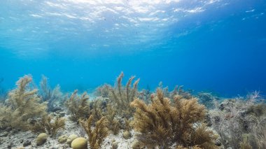 Karayip Denizi / Curacao 'daki mercan resiflerinin turkuaz sularında balık, mercan ve süngerle kaplanmış deniz manzarası.