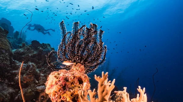 Paisaje Marino Aguas Turquesas Arrecife Coral Mar Caribe Curazao Con —  Fotos de Stock