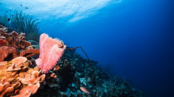 Mare Acque Turchesi Barriera Corallina Nel Mar Dei Caraibi Curacao — Foto Stock