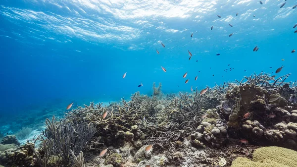 Seascape Turquoise Water Coral Reef Caribbean Sea Curacao Fish Staghorn — Stock Photo, Image