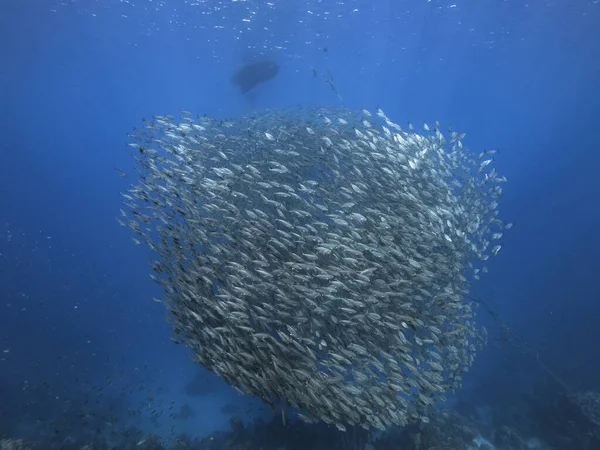 Μπάλα Δολώματος Σχολή Ψαριών Τυρκουάζ Νερά Κοραλλιογενών Υφάλων Στην Καραϊβική — Φωτογραφία Αρχείου