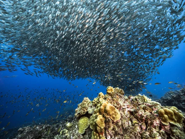 Bait Ball Escola Peixes Água Turquesa Recife Coral Mar Caribe — Fotografia de Stock