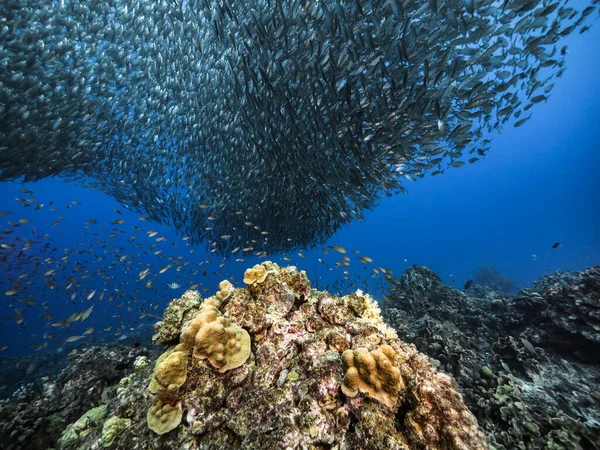 Bait Ball School Fish Turquoise Water Coral Reef Caribbean Sea — Stock Photo, Image