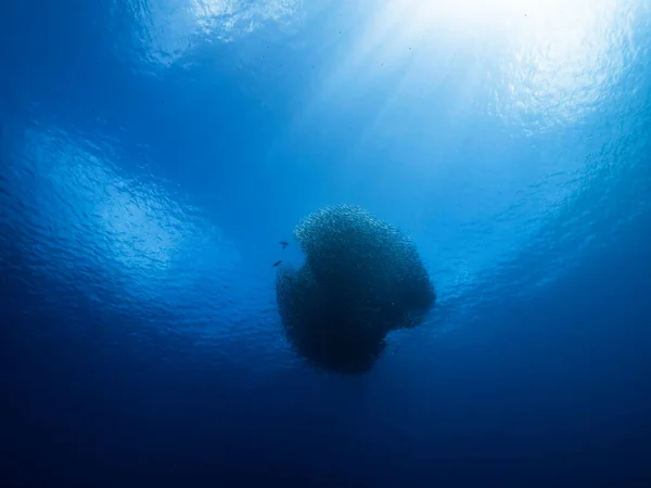 Bait Ball School Fish Turquoise Water Coral Reef Caribbean Sea — Stock Photo, Image