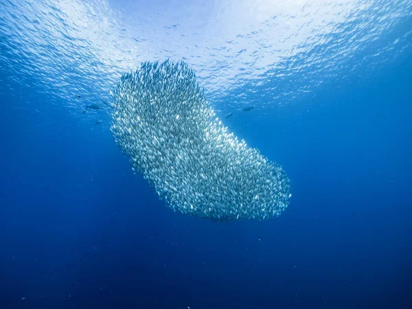 Baile Cebo Escuela Peces Agua Turquesa Arrecife Coral Mar Caribe — Foto de Stock