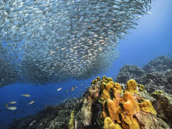 Betesboll Fiskstim Turkost Vatten Korallrev Karibiska Havet Curacao — Stockfoto