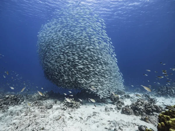 Köderball Fischschwärme Türkisfarbenen Wasser Des Korallenriffs Der Karibik Curacao — Stockfoto