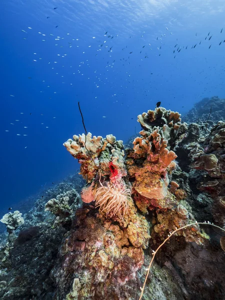 Seascape Turquoise Water Coral Reef Caribbean Sea Curacao Sea Anemone — Stock Photo, Image