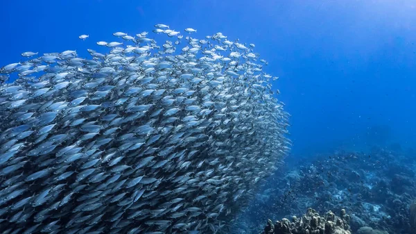 Karayip Denizi Curacao Daki Mercan Resiflerinin Turkuaz Sularındaki Balık Topu — Stok fotoğraf