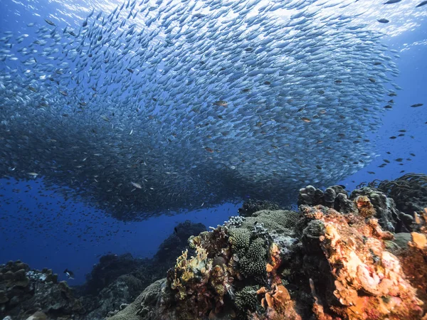 Bait Ball Escola Peixes Água Turquesa Recife Coral Mar Caribe — Fotografia de Stock