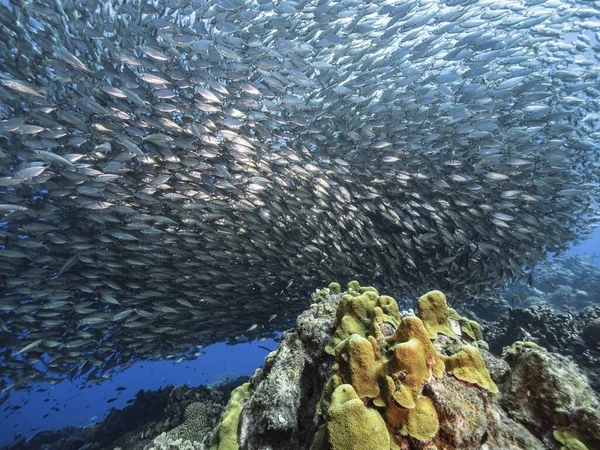 Bait Ball School Fish Turquoise Water Reef Caribbean Sea Curacao — 스톡 사진