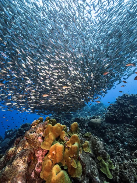 Рибна Куля Школа Риб Бірюзовій Воді Коралового Рифу Карибському Морі — стокове фото
