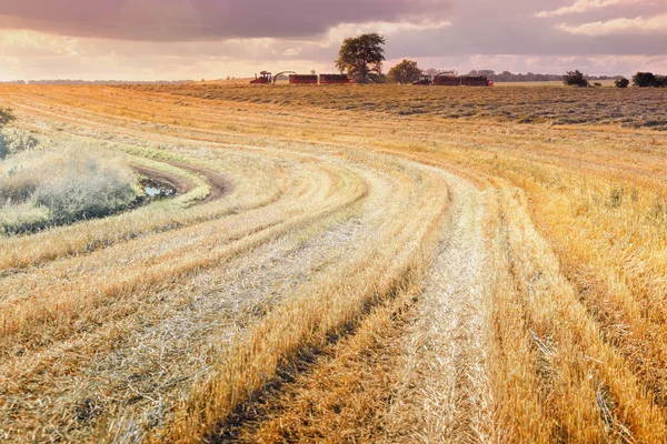 Doku ve çizgiler ile tarım makineleri Hasat sonrası güneş tarafından aydınlatılmış alanı, mowed.