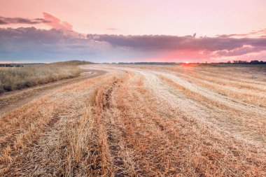 Sunset over the wheat field after harvest, the red sun touches the horizon over the field lines and roads. Toned photo. clipart