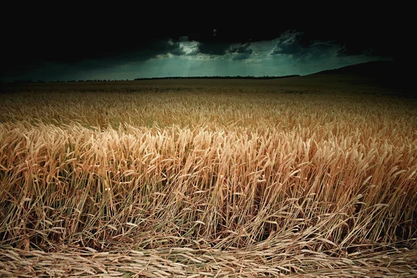 Broternte Feld Reifen Weizens Gegen Den Dunklen Himmel Getöntes Foto — Stockfoto