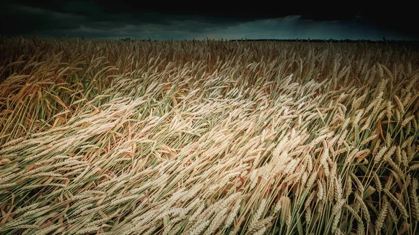 Жатва Хлеба Поле Спелой Пшеницы Тёмном Небе Тонированное Фото Избирательная — стоковое фото