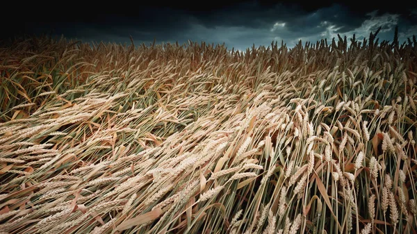 Harvest Bread Field Ripe Wheat Dark Sky Toned Photo Selective — Stock Photo, Image