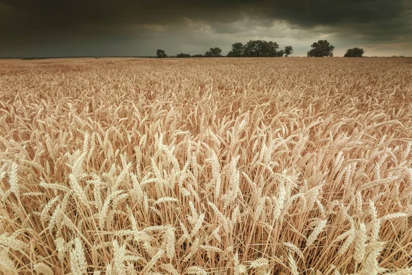 Ekmek, alan karanlık gökyüzü karşı olgun buğday hasat. Tonda fotoğraf, seçici odak.