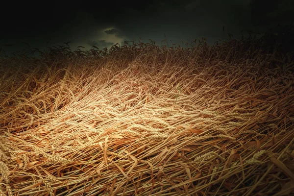 Harvest Chleb Pole Dojrzałej Pszenicy Ciemnym Niebie Zdjęcie Stonowanych Selektywny — Zdjęcie stockowe