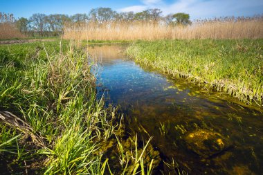 Otantik doğal peyzaj çim ve küçük ama geniş dere akan sazlar arasında ufuk bulutlar gökyüzünde dokun. Renkli bir fotoğraf Güney Rusya'da doğası güzel bir görünümü.