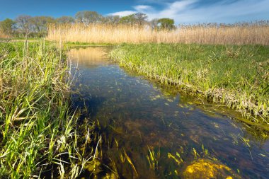 Otantik doğal peyzaj çim ve küçük ama geniş dere akan sazlar arasında ufuk bulutlar gökyüzünde dokun. Renkli bir fotoğraf Güney Rusya'da doğası güzel bir görünümü.
