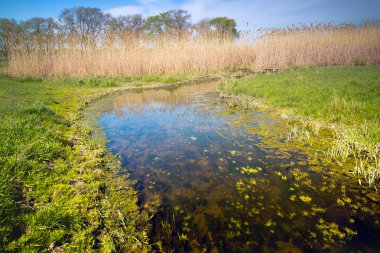 Otantik doğal peyzaj çim ve küçük ama geniş dere akan sazlar arasında ufuk bulutlar gökyüzünde dokun. Renkli bir fotoğraf Güney Rusya'da doğası güzel bir görünümü.