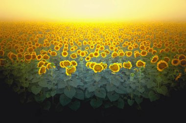 Parlak çiçek açan ayçiçeği bir alan sisli gökyüzü arka plan üzerinde durmak. Güzel doğa, kırsal manzara, görüntü, seçici odak tonda. Zengin bir hasat kavramı. Etiket tasarımı.